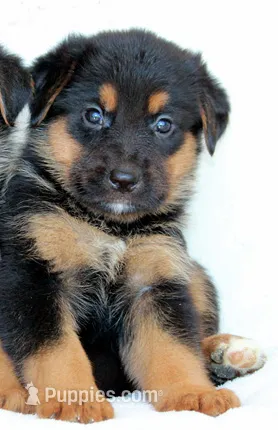 Euro Alpine Mountain Shepherd Girl – German Shepherd Dog, Bernese Mountain Dog puppy for sale in Riverside, CA