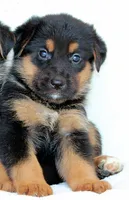 Euro Alpine Mountain Shepherd Girl, a female German Shepherd Dog and Bernese Mountain Dog for sale in Riverside, CA – 1 of 2