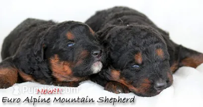 Alpine Mountain Dog  – Bernese Mountain Dog puppy for sale in Riverside, CA