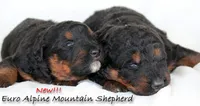 Alpine Mountain Dog , a female Bernese Mountain Dog for sale in Riverside, CA – 1 of 1