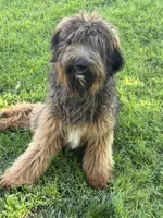 Shirley (Rescue), a female German Shepherd Dog and Poodle - Standard  for sale in Riverside, CA – 2 of 2