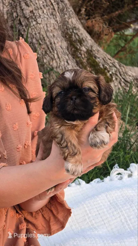 Max – Shih Tzu puppy for sale in Chesnee, SC