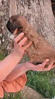 Max, a male Shih Tzu for sale in Chesnee, SC – 2 of 3