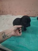 black  girl tan points, a female French Bulldog for sale in Ethel, MS – 2 of 4