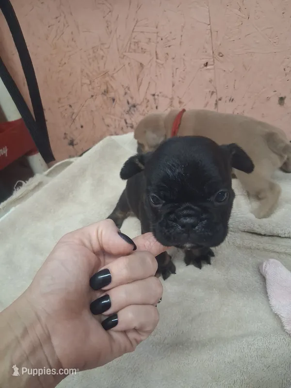 tri boy – French Bulldog puppy for sale in Ethel, MS