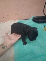 black  girl tan points, a female French Bulldog for sale in Ethel, MS – 3 of 4