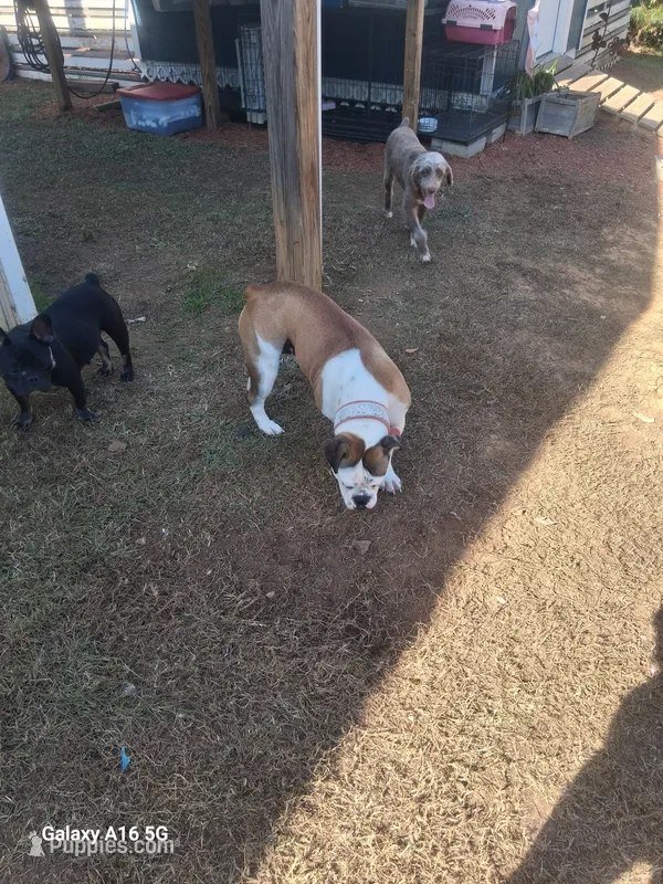 Honey – Olde English Bulldogge puppy for sale in Ethel, MS