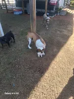 Honey, a female Olde English Bulldogge for sale in Ethel, MS – 1 of 2
