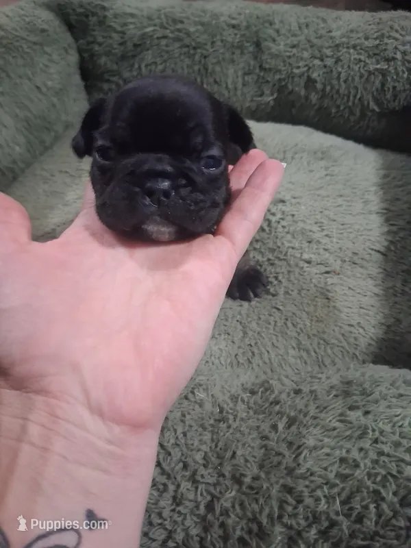 black  girl tan points – French Bulldog puppy for sale in Ethel, MS