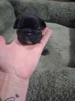 black  girl tan points, a female French Bulldog for sale in Ethel, MS – 1 of 4