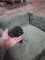 tri boy, a male French Bulldog for sale in Ethel, MS – 3 of 4