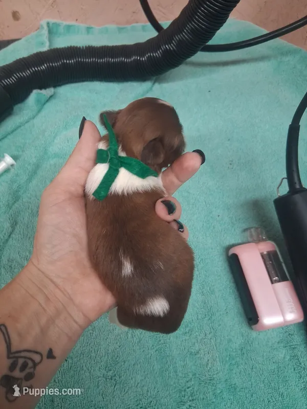 Green collar girl – Shih Tzu puppy for sale in Ethel, MS