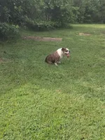 Archie, a male Olde English Bulldogge for sale in Ethel, MS – 1 of 2