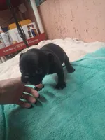 black  girl tan points, a female French Bulldog for sale in Ethel, MS – 4 of 4