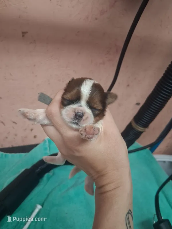 Gray collar boy – Shih Tzu puppy for sale in Ethel, MS