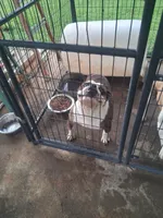 Archie, a male Olde English Bulldogge for sale in Ethel, MS – 2 of 2