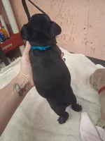 tri boy, a male French Bulldog for sale in Ethel, MS – 4 of 4