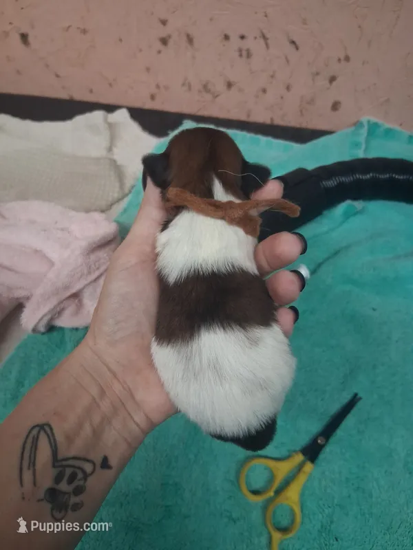 Tan collar boy – Shih Tzu puppy for sale in Ethel, MS