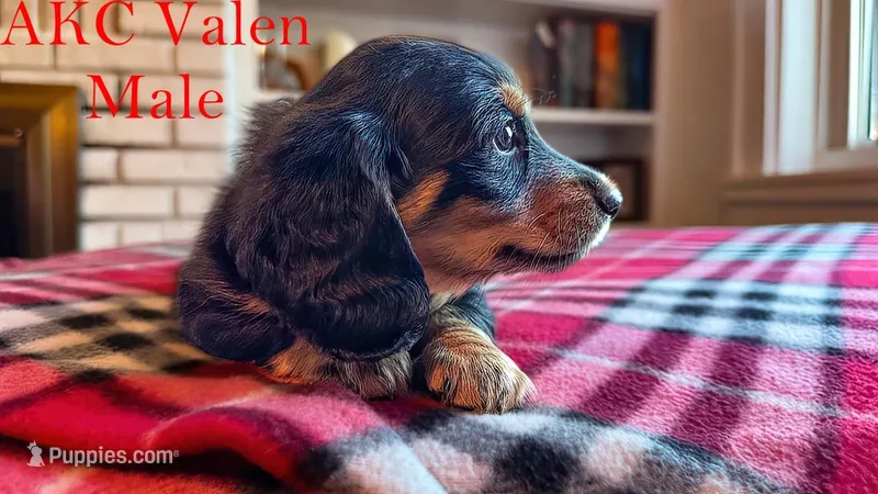 Valen – Miniature Dachshund puppy for sale in Jacksonville, FL