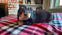 Valen, a male Miniature Dachshund for sale in Jacksonville, FL – Photo 4 of 4
