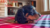Valen, a male Miniature Dachshund for sale in Jacksonville, FL – Photo 3 of 4