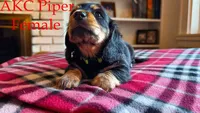 Piper, a female Miniature Dachshund for sale in Jacksonville, FL – Photo 1 of 5
