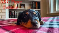 Piper, a female Miniature Dachshund for sale in Jacksonville, FL – Photo 5 of 5