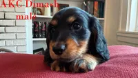 Dimash, a male Miniature Dachshund for sale in Jacksonville, FL – Photo 6 of 6