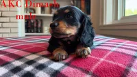 Dimash, a male Miniature Dachshund for sale in Jacksonville, FL – Photo 4 of 6