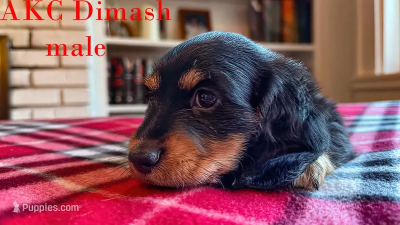 Dimash – Miniature Dachshund puppy for sale in Jacksonville, FL