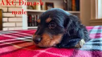 Dimash, a male Miniature Dachshund for sale in Jacksonville, FL – Photo 1 of 6