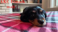 Dimash, a male Miniature Dachshund for sale in Jacksonville, FL – Photo 2 of 6
