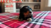 Dimash, a male Miniature Dachshund for sale in Jacksonville, FL – Photo 3 of 6