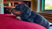 Dimash, a male Miniature Dachshund for sale in Jacksonville, FL – Photo 5 of 6