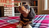Tamber, a female Miniature Dachshund for sale in Jacksonville, FL – Photo 1 of 4