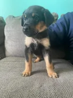 Bruno, a male Rottweiler for sale in Cincinnati, OH – Photo 1 of 4