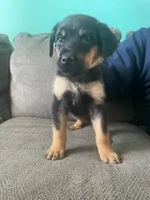 Bruno, a male Rottweiler for sale in Cincinnati, OH – Photo 3 of 4