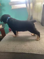 Bruno, a male Rottweiler for sale in Cincinnati, OH – Photo 2 of 4