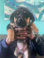 Bruno, a male Rottweiler for sale in Cincinnati, OH – Photo 4 of 4