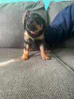 Missy, a male Rottweiler for sale in Cincinnati, OH – Photo 1 of 4