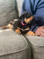 Missy, a male Rottweiler for sale in Cincinnati, OH – Photo 2 of 4