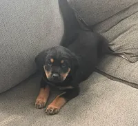 Missy, a male Rottweiler for sale in Cincinnati, OH – Photo 4 of 4