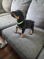 Tank, a male Rottweiler for sale in Cincinnati, OH – Photo 4 of 4