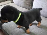 Tank, a male Rottweiler for sale in Cincinnati, OH – Photo 2 of 4