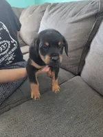 Tank, a male Rottweiler for sale in Cincinnati, OH – Photo 3 of 4