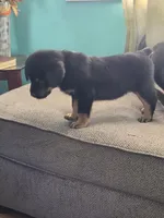 Biggie, a male Rottweiler for sale in Cincinnati, OH – Photo 4 of 4