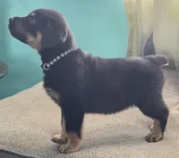 Biggie, a male Rottweiler for sale in Cincinnati, OH – Photo 1 of 4