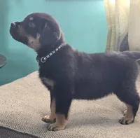 Biggie, a male Rottweiler for sale in Cincinnati, OH – Photo 2 of 4