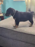 Biggie, a male Rottweiler for sale in Cincinnati, OH – Photo 3 of 4