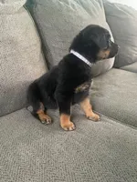 Daisy , a female Rottweiler for sale in Cincinnati, OH – Photo 4 of 4